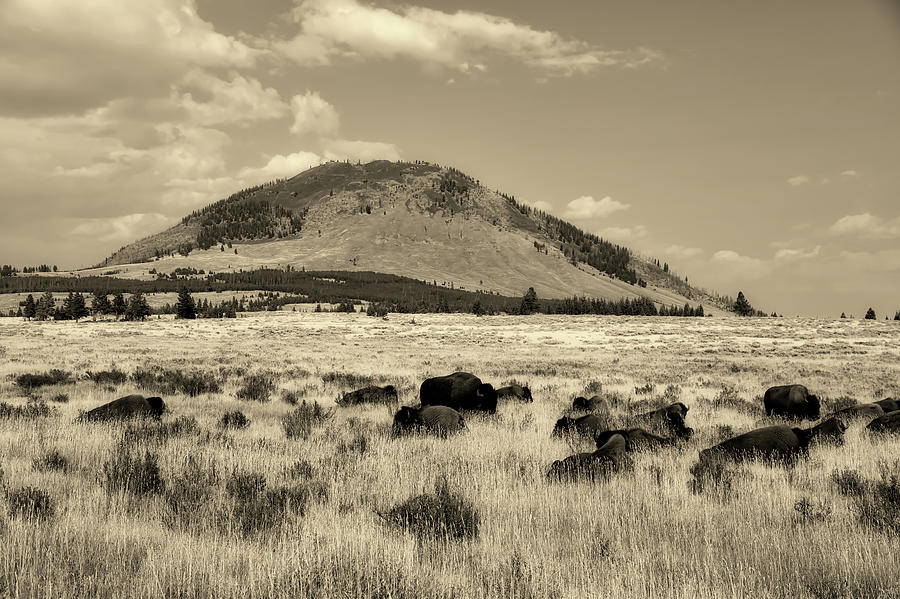 Bison In Yellowstone National Park #2 Photograph by Mountain Dreams