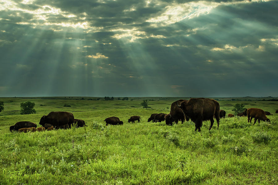 Bison #2 Photograph by Jay Stockhaus