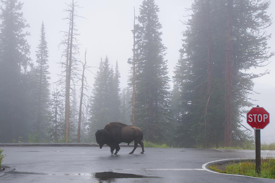 Bison Of Yellowstone National Park, Usa Photograph