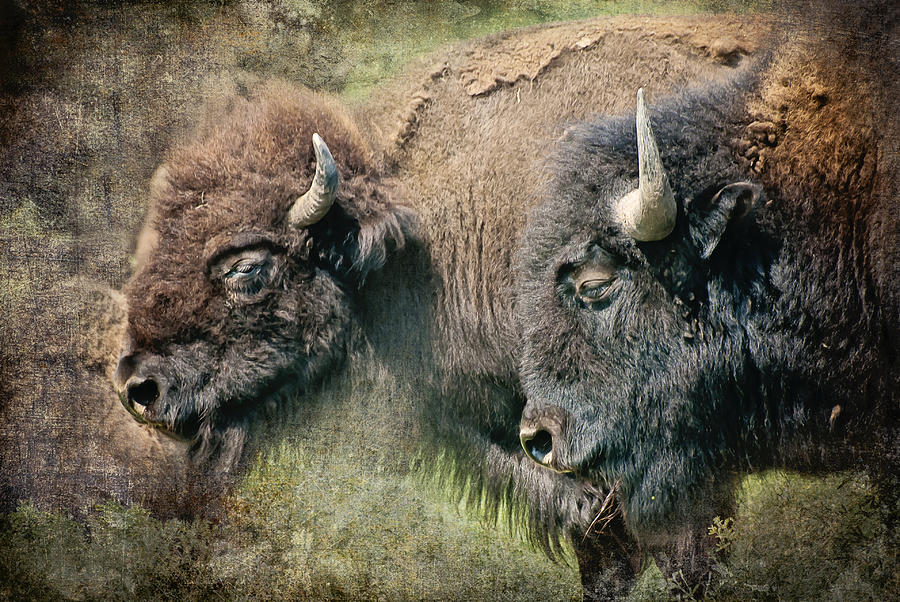 Bisons #2 Photograph by Iris Greenwell