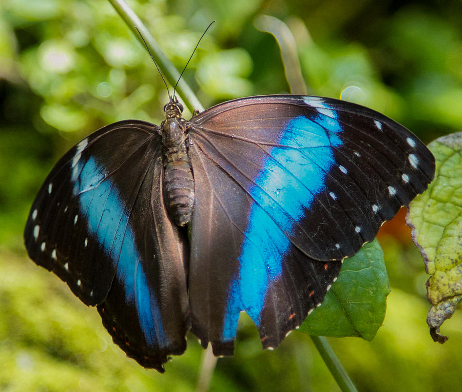 Butterfly Photograph - Black and Blue Butterfly #2 by Dee Carpenter