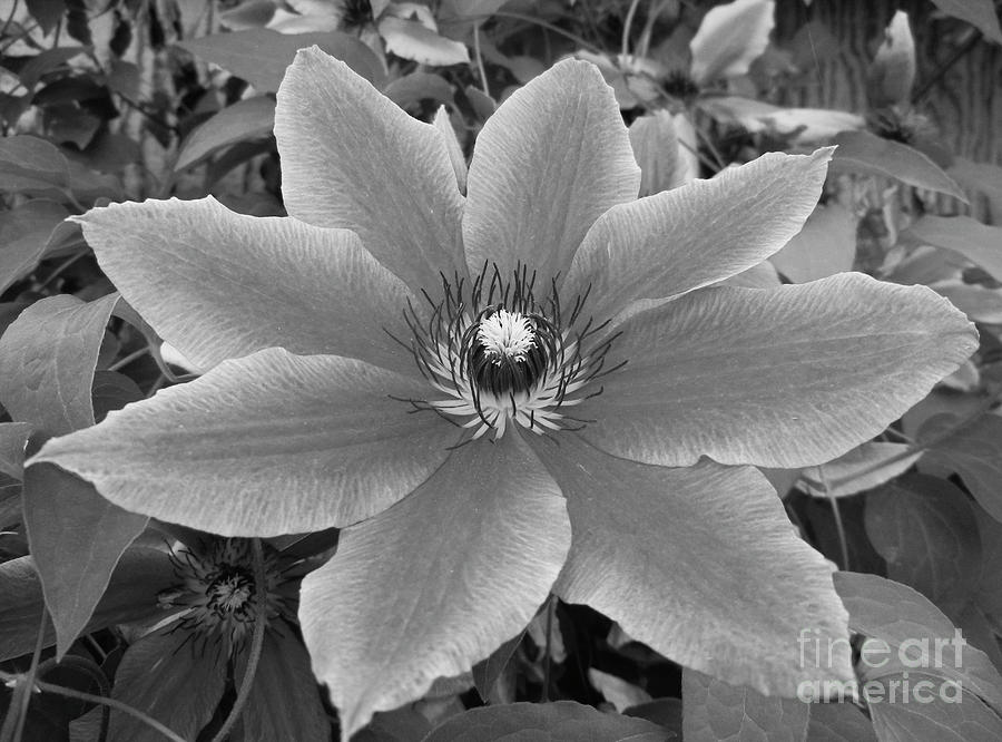 Black and white clematis  #2 Photograph by Jim And Emily Bush
