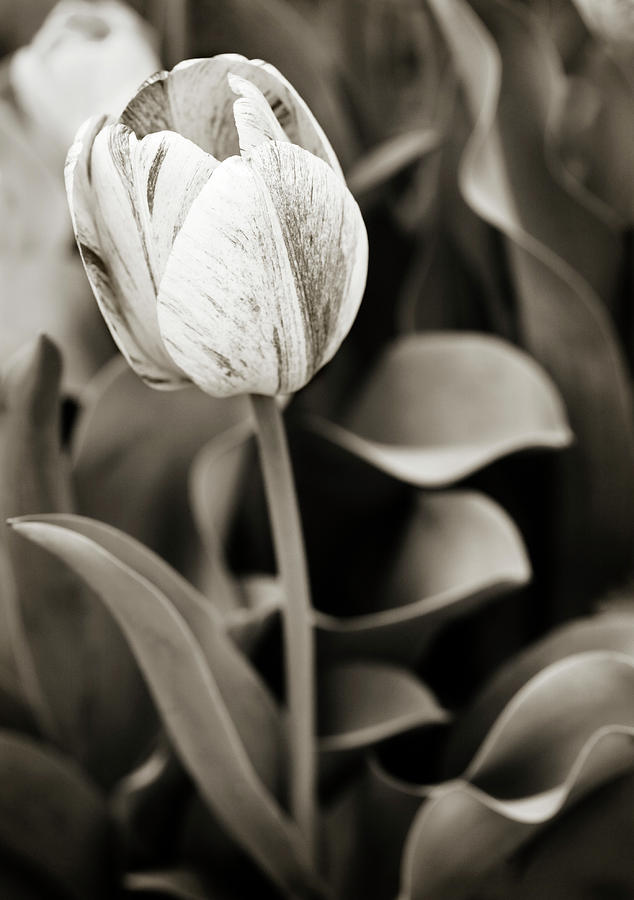 Black and White Tulip #2 Photograph by Marilyn Hunt