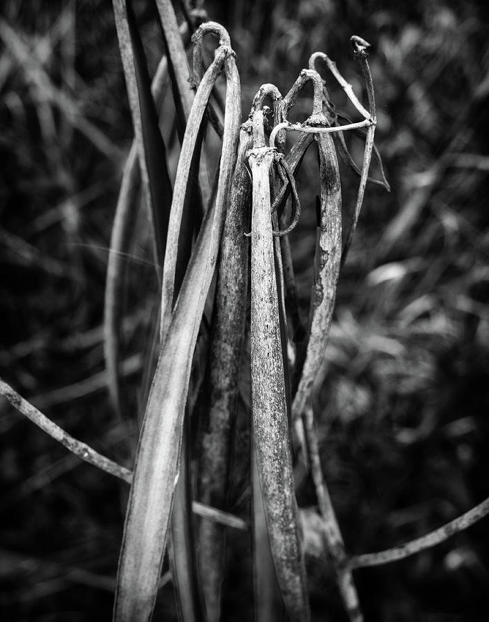 April Photograph - Black and White Vegetation #2 by Steve Konya II