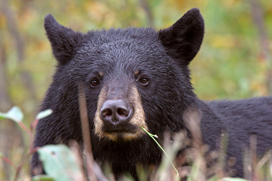 Black Bear along British Columbia highway #2 Photograph by Mark Duffy