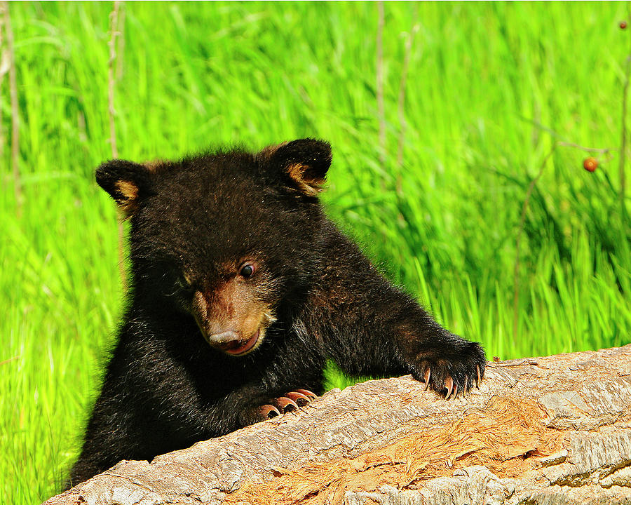 Black Bear Cub #2 Photograph by Dennis Hammer