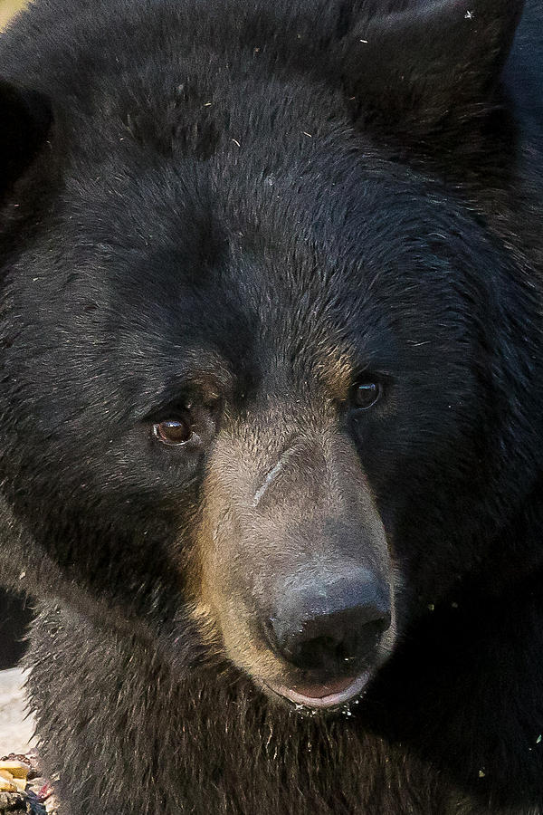 Black Bear Cub #2 Photograph by Mary Jo Cox