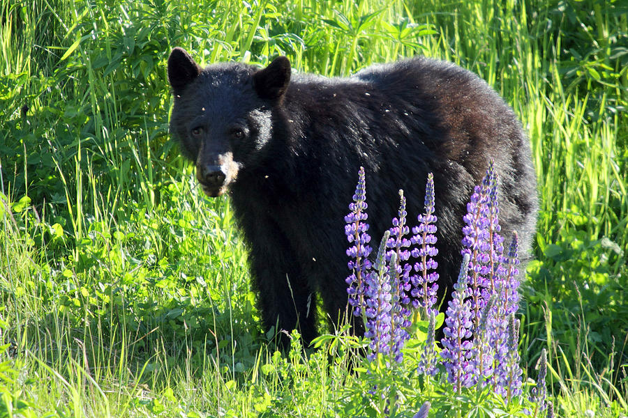 Black Bear in the lupines Whistler Canada #2 Photograph by Pierre Leclerc Photography