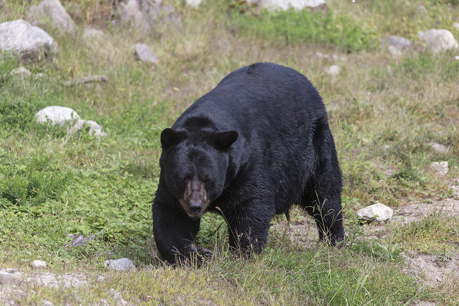 Black Bear #2 Photograph by Josef Pittner