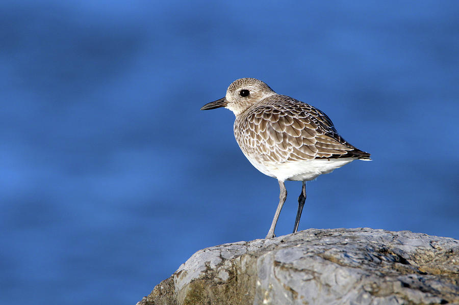 Black-bellied Plover Westhampton New York #2 Photograph by Bob Savage