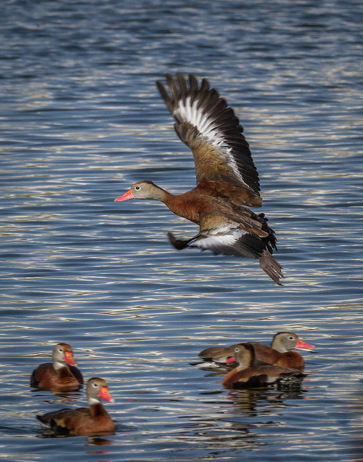 Black-bellied Whistling Duck #2 Photograph by Ronald Lutz