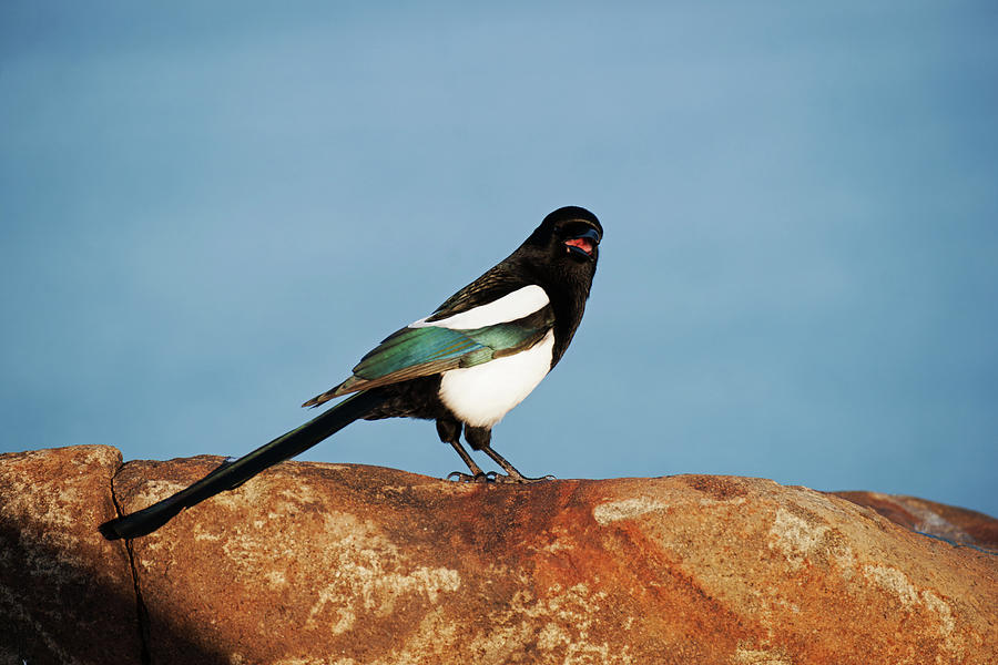 Black Billed Magpie #1 Photograph by Robert Braley
