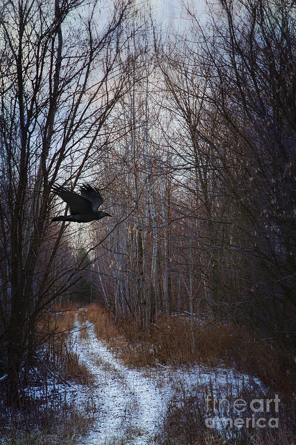 Black bird flying by in forest #2 Photograph by Sandra Cunningham