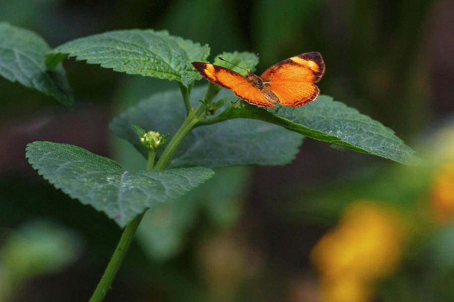 Butterfly Photograph - Black-Bordered Tegosa Recinto del Pensamiento Manizales Colombia #2 by Adam Rainoff