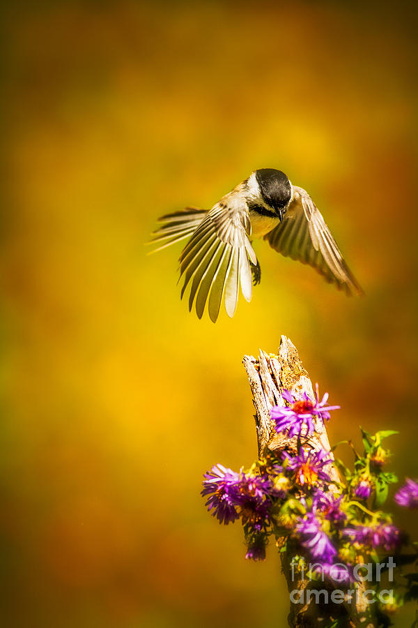 Bird Photograph - Black Capped Chickadee #2 by Todd Bielby