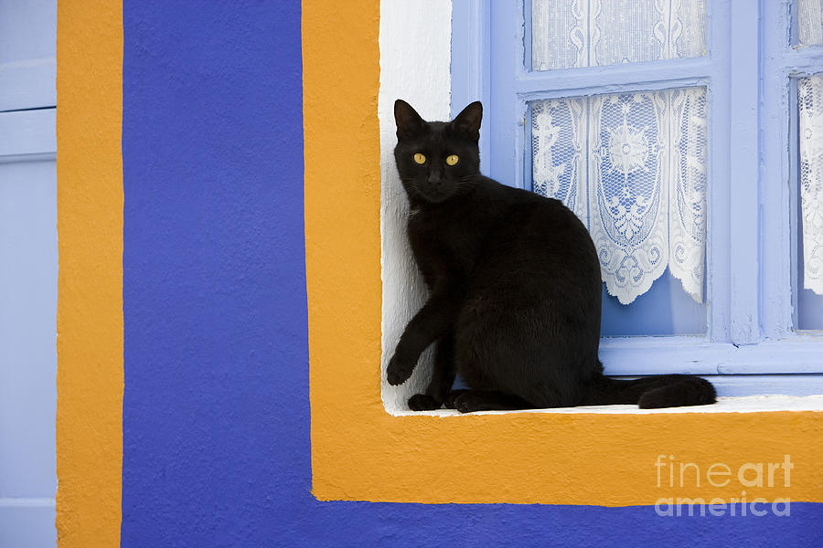 Black Cat On A Greek Island #2 Photograph by Jean-Louis Klein & Marie-Luce Hubert