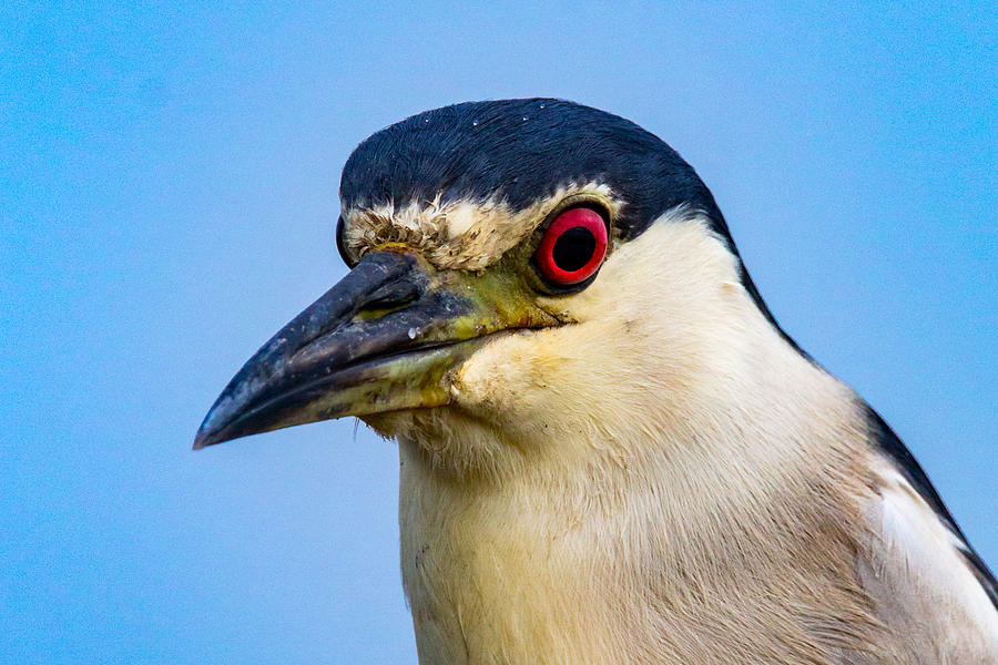 Black Crown Night Heron Photograph by Chris Morrow | Fine Art America