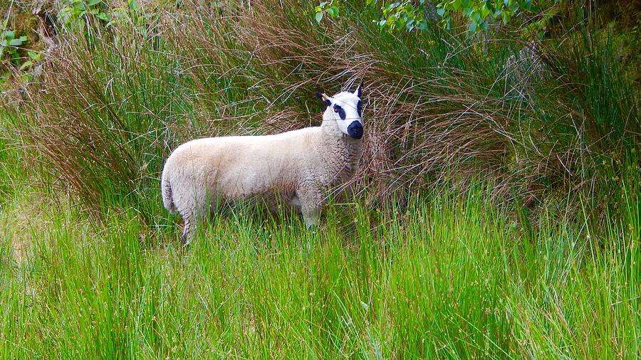 Black eyed sheep Photograph by Sue Morris
