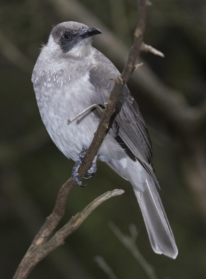 Black-faced Cuckoo-shrike #2 Photograph by Masami Iida