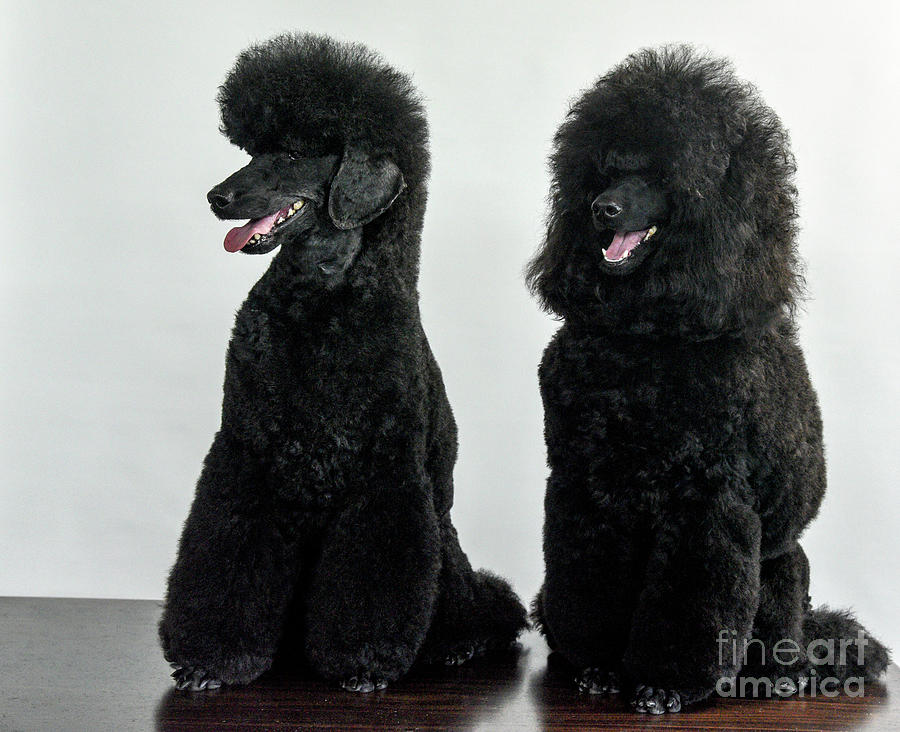 2 Black Medium poodle  Photograph by Amir Paz