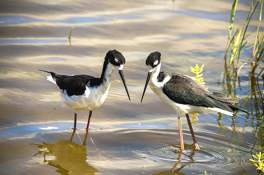 2 Black Necked Stilts Photograph by Richard Dickinson - Fine Art America