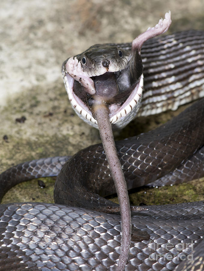 Black Rat Snake Feeding #2 Photograph by Scott Camazine