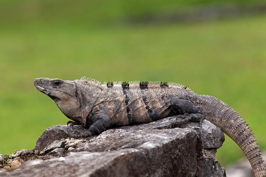 Black Spiny-Tailed Iguana in Tulum Ruins #2 Photograph by Aivar Mikko