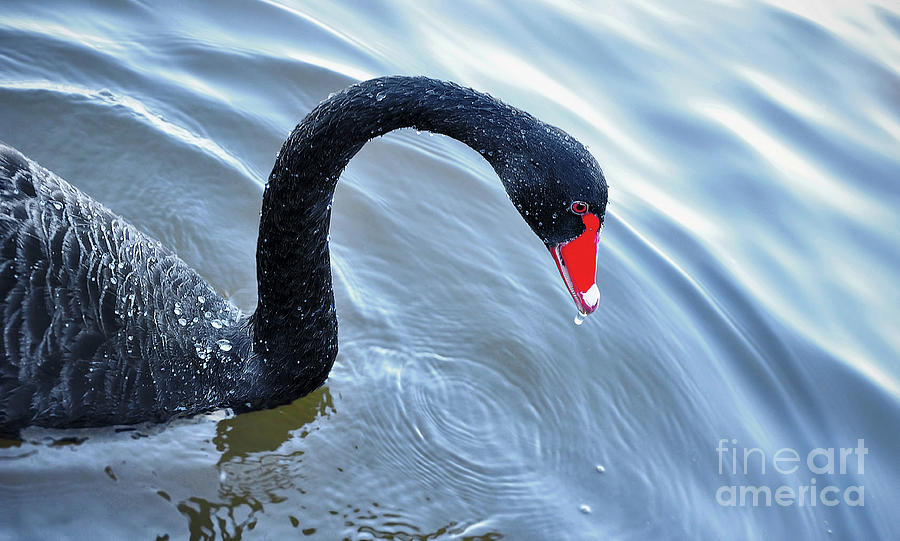 Swan Photograph - Black Swan #2 by Kaye Menner