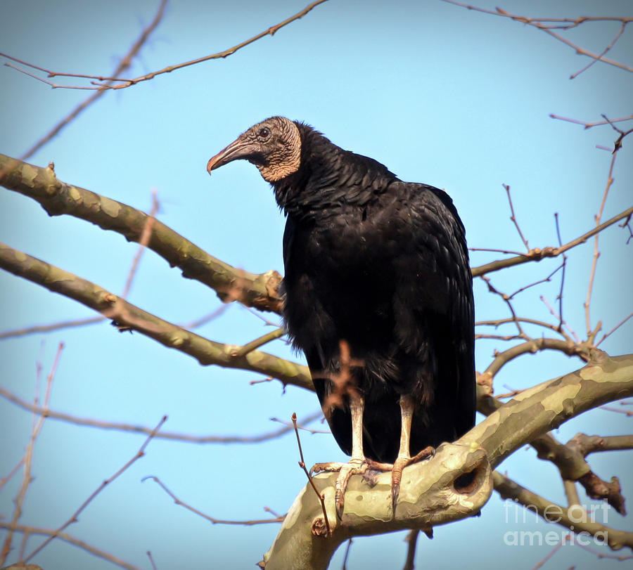 Vulture Photograph - Black Vulture #2 by Kerri Farley