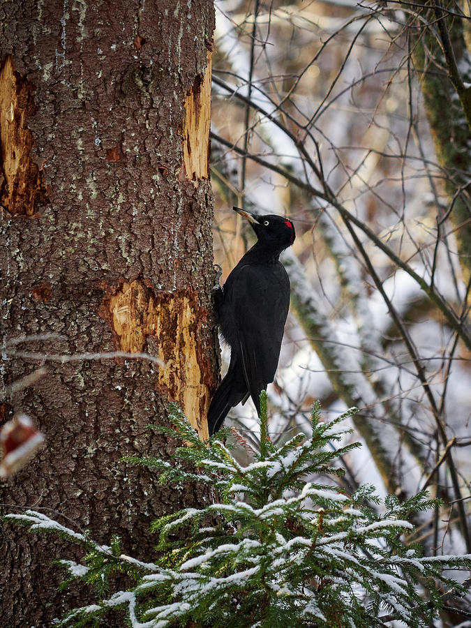 Black woodpecker #2 Photograph by Jouko Lehto