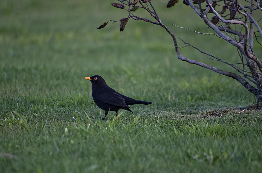 Blackbird #2 Photograph by Paulo Goncalves