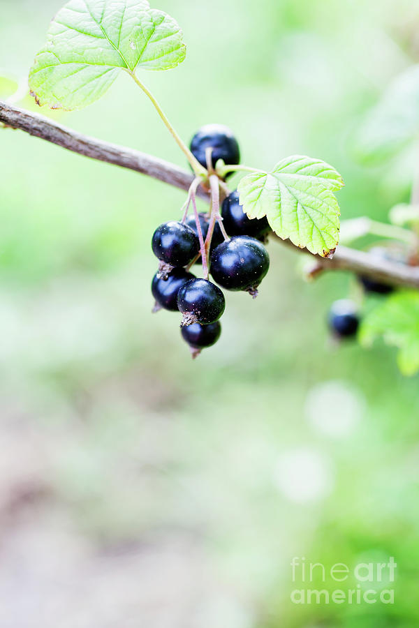 Blackcurrant #2 Photograph by Kati Finell
