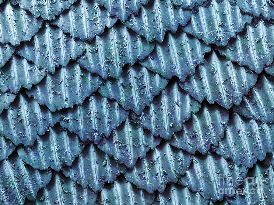 Blacktip Reef Shark Skin, Sem #2 Photograph by Ted Kinsman