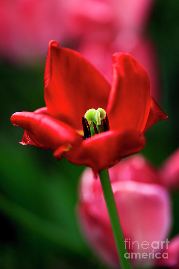 Blooming tulip flowers close up #2 Photograph by Vladi Alon