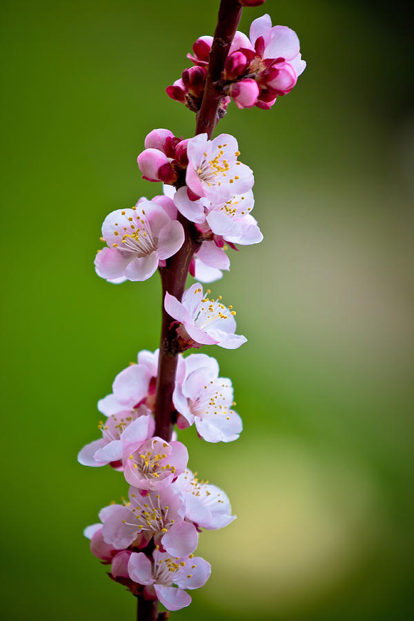 Blossom apricot tree springtime view #2 Photograph by Brch Photography