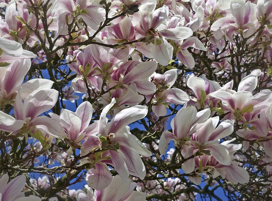 Blossom Magnolia White Spring Flowers Photography Photograph by Nadja Drieling - Flower- Garden and Nature Photography - Art Shop