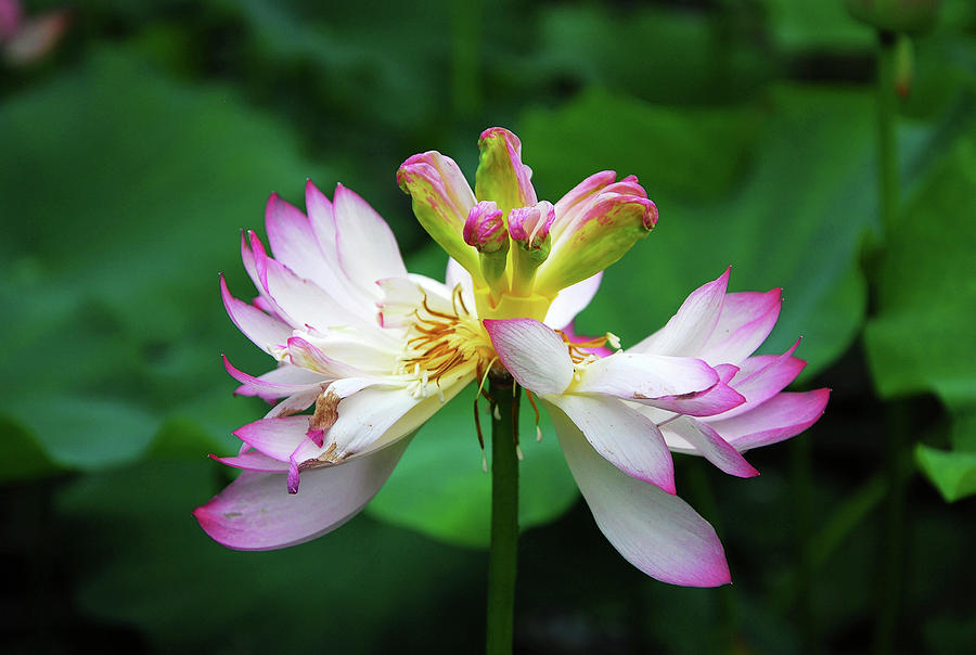 Blossoming lotus flower closeup #2 Photograph by Carl Ning