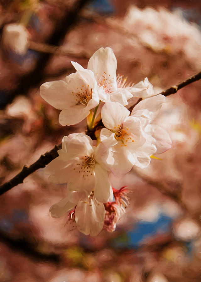 Romantic Sakura Blossoms Photograph by Marilyn Wilson
