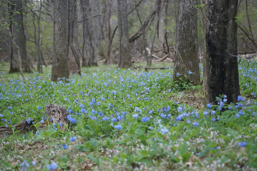 Woods Photograph - Blue bells by Heidi Poulin Woods Photograph - Blue bells by Heidi Poulin