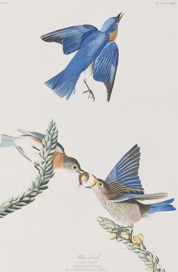 John James Audubon Painting - Blue-Bird by John James Audubon