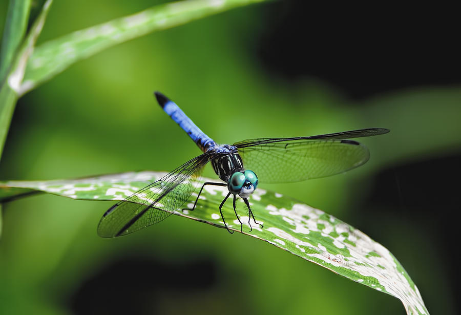 Blue Dasher #2 Photograph by Bill Dodsworth