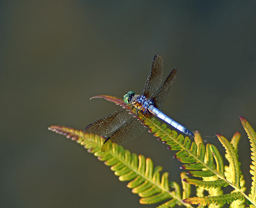 Insects Photograph - Blue Dasher #3 by Bill Morgenstern