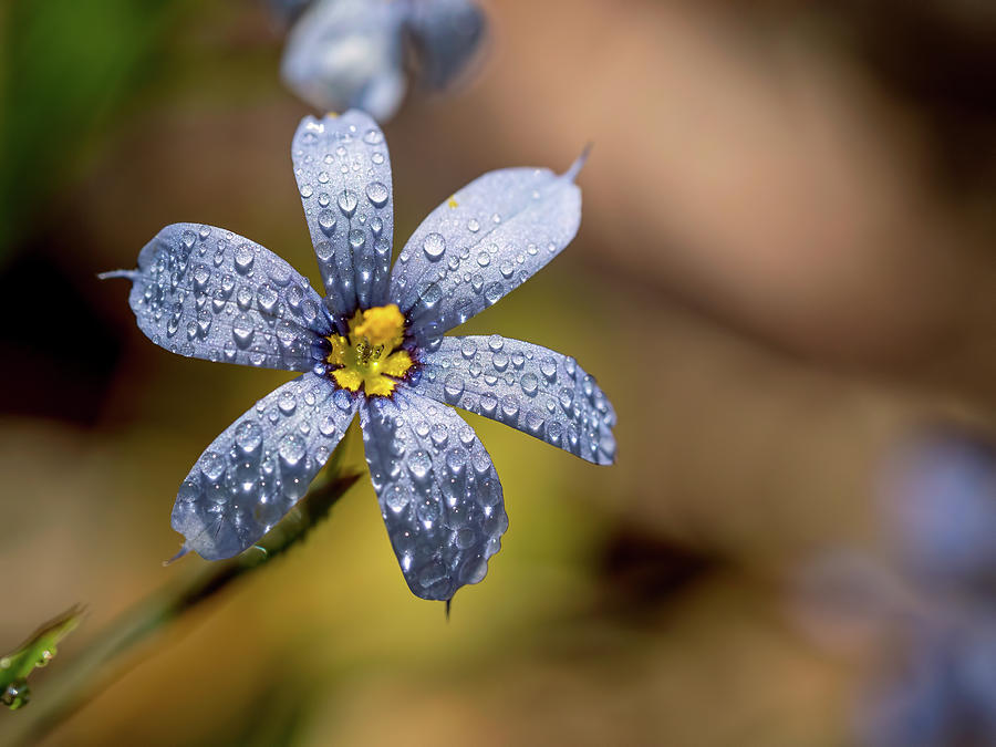 Blue Eyed Grass Flower Photograph by Brad Boland