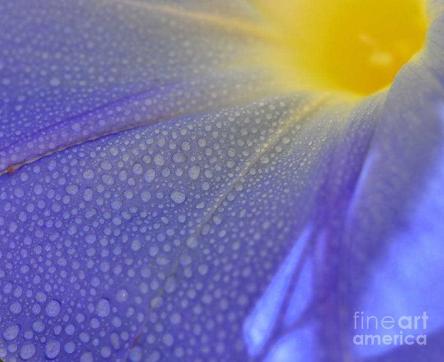 Blue Flower #2 Photograph by Sylvie Leandre