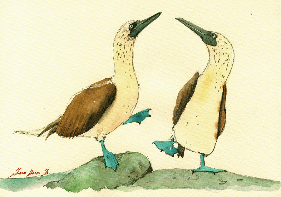 Blue Footed Boobies Painting - Blue footed boobies #2 by Juan  Bosco