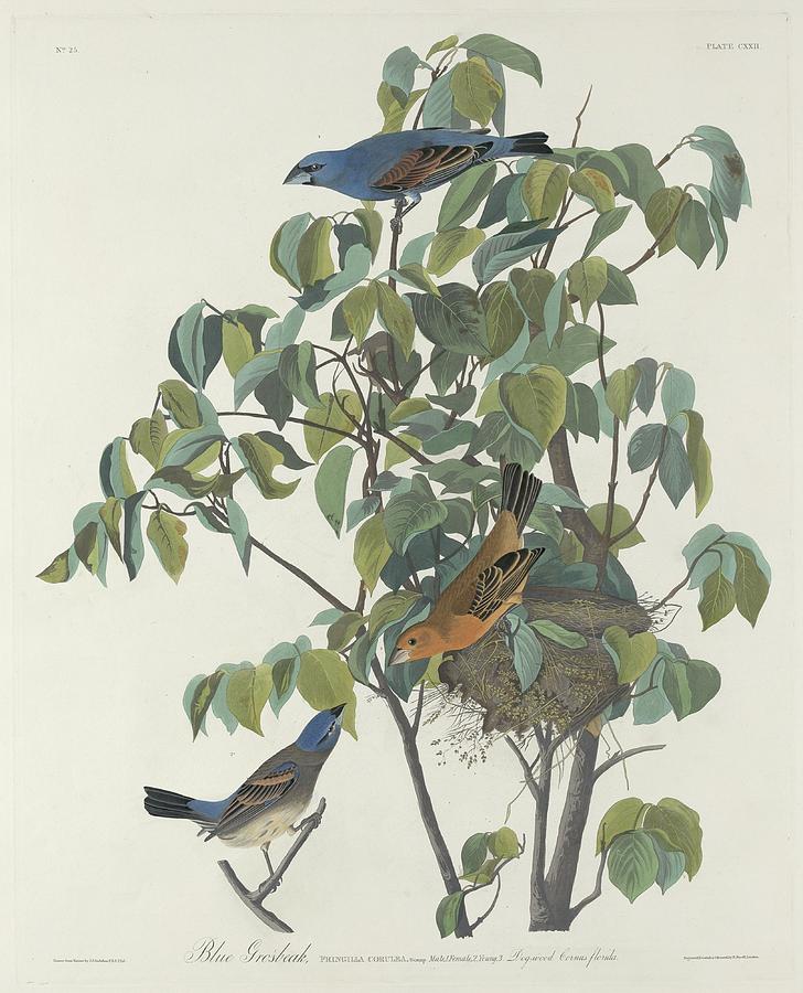Blue Grosbeak #2 Drawing by Dreyer Wildlife Print Collections 