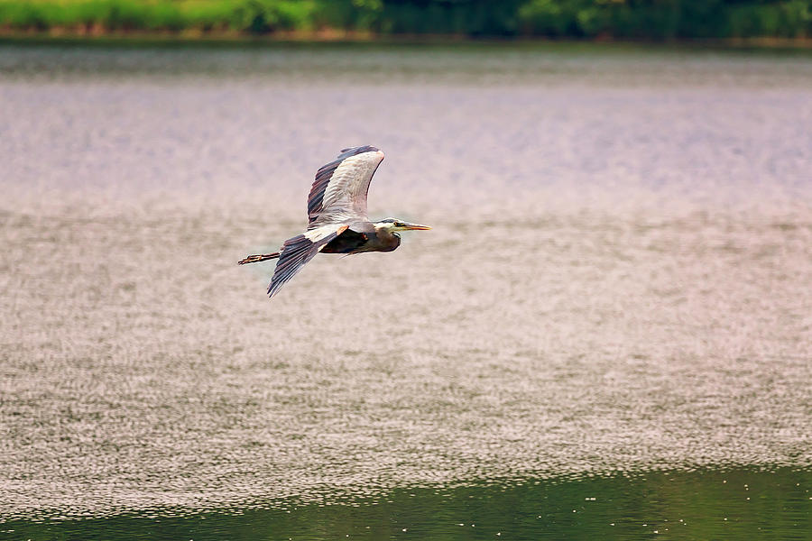 Blue Heron in flight #2 Photograph by Peter Lakomy