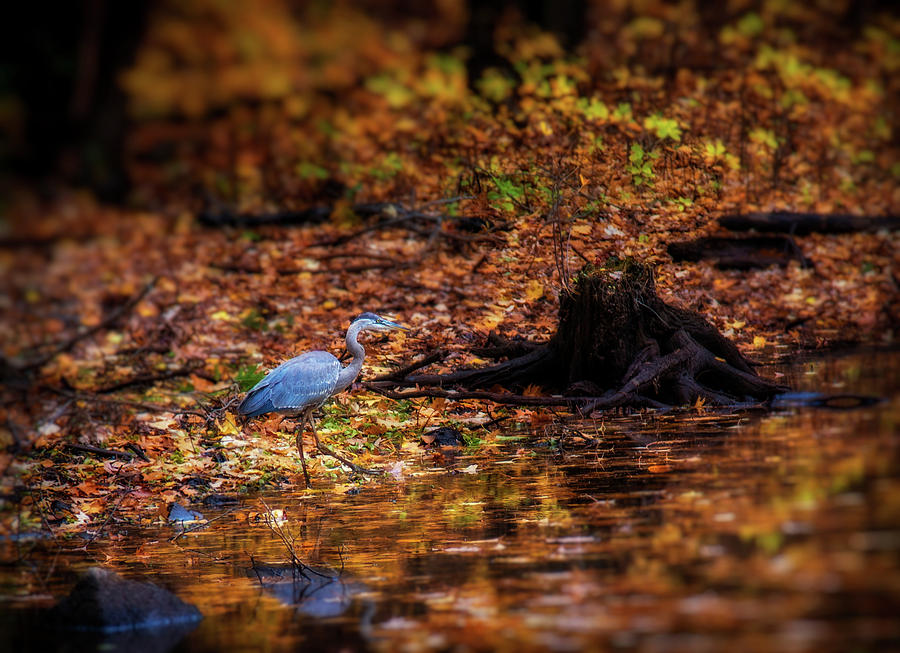 Blue Heron #2 Photograph by Lilia S