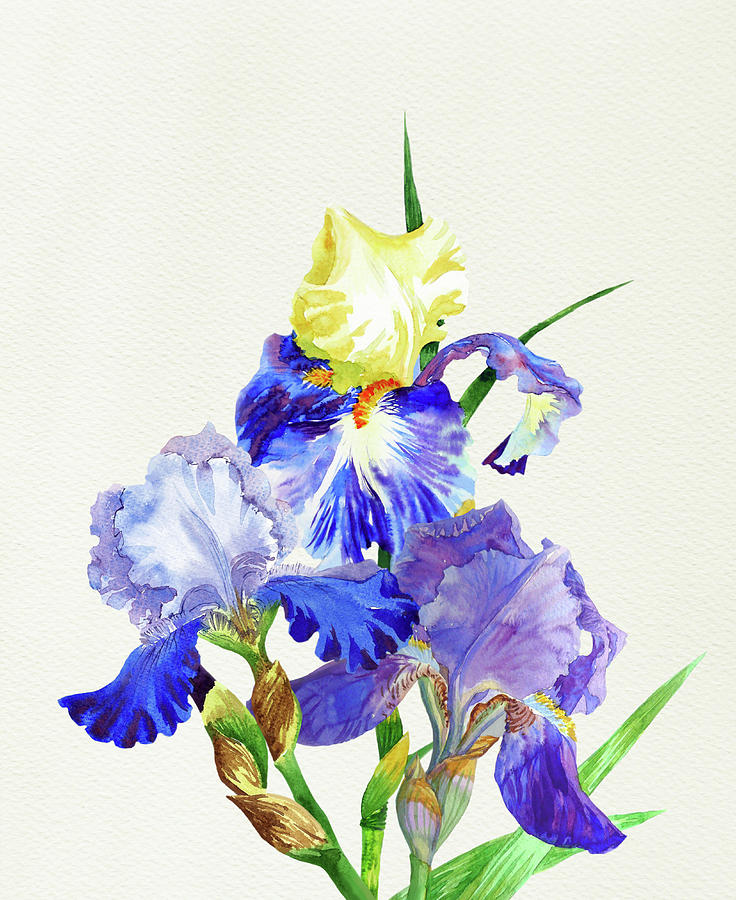 Blue irises. Watercolor flowers #2 Digital Art by Natalia Piacheva - Pixels