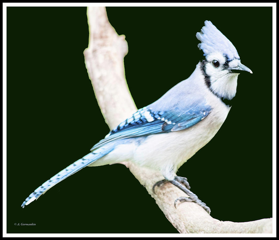 Blue Jay  #2 Photograph by A Macarthur Gurmankin